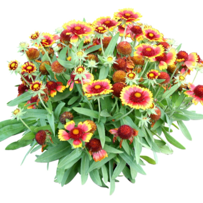 现代2d花草植物组件免费su模型(1)