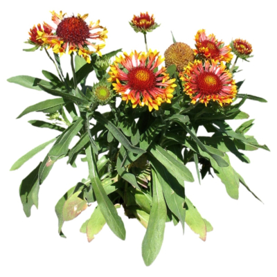 现代2d花草植物组件免费su模型(1)