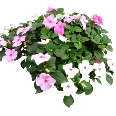 现代2d花草植物组件免费su模型(1)