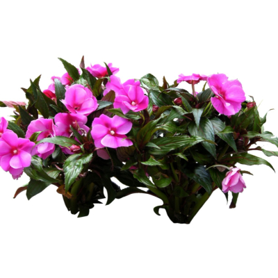 现代2d花草植物组件免费su模型(1)