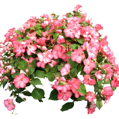 现代2d花草植物组件免费su模型(1)