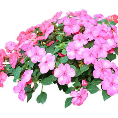 现代2d花草植物组件免费su模型(1)