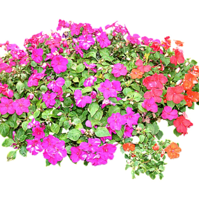 现代2d花草植物组件免费su模型(1)