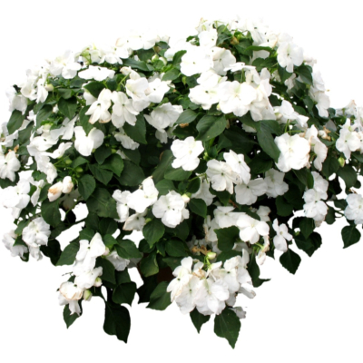 现代2d花草植物组件免费su模型(1)
