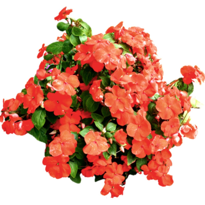 现代2d花草植物组件免费su模型(1)