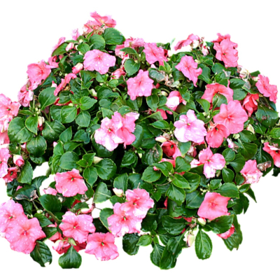 现代2d花草植物组件免费su模型(1)