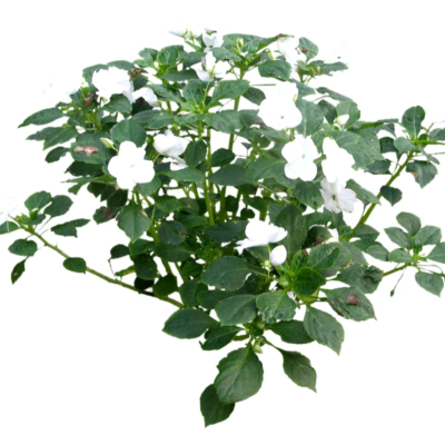 现代2d花草植物组件免费su模型(1)