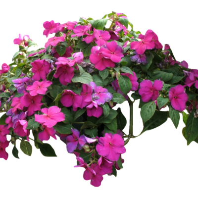 现代2d花草植物组件免费su模型(1)