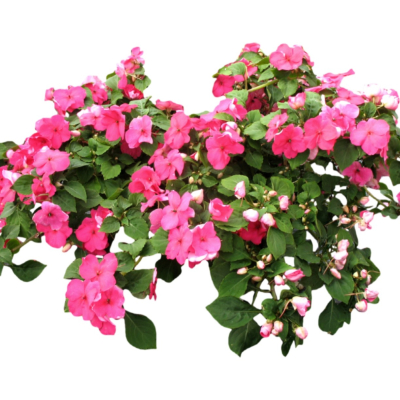 现代2d花草植物组件免费su模型(1)