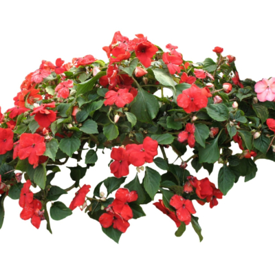 现代2d花草植物组件免费su模型(1)