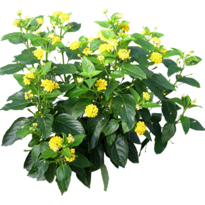 现代2d花草植物组件免费su模型(1)