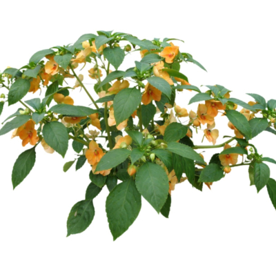 现代2d花草植物组件免费su模型(1)