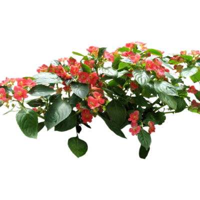 现代2d花草植物组件免费su模型(1)