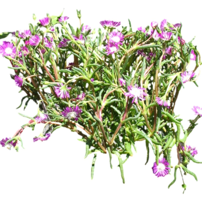 现代2d花草植物组件免费su模型(1)