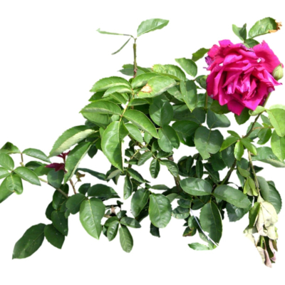 现代2d花草植物组件免费su模型(1)