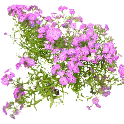 现代2d花草植物组件免费su模型(1)