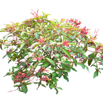 现代2d花草植物组件免费su模型(1)