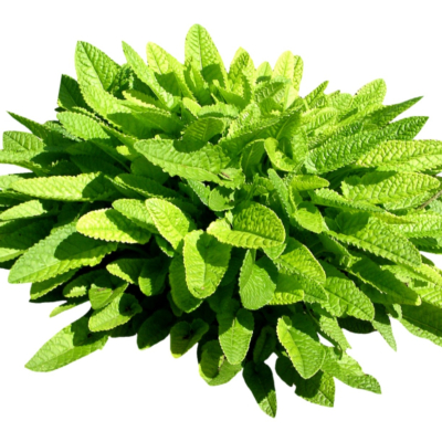 现代2d花草植物组件免费su模型(1)