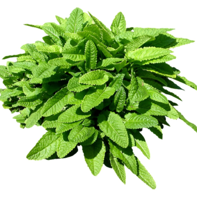 现代2d花草植物组件免费su模型(1)