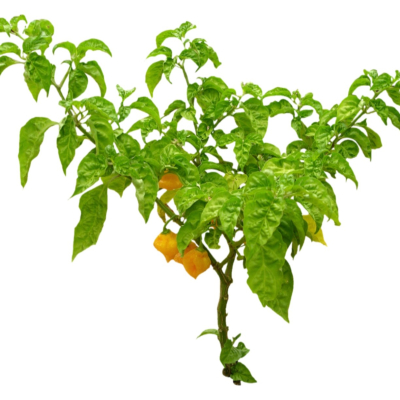 现代2d花草植物组件免费su模型(1)