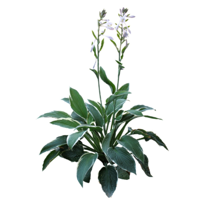 现代2d花草植物组件免费su模型(1)