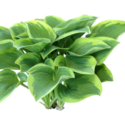 现代2d花草植物组件免费su模型(1)