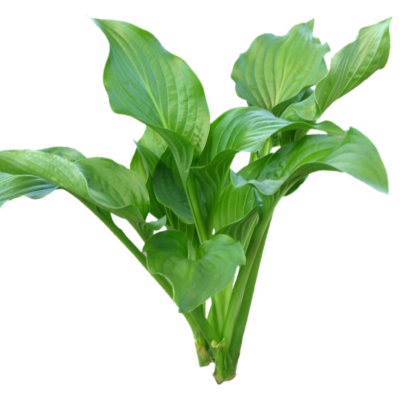 现代2d花草植物组件免费su模型(1)