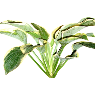 现代2d花草植物组件免费su模型(1)