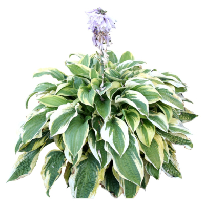 现代2d花草植物组件免费su模型(1)