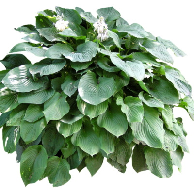 现代2d花草植物组件免费su模型(1)