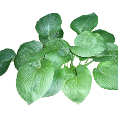 现代2d花草植物组件免费su模型(1)