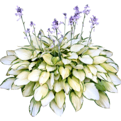 现代2d花草植物组件免费su模型(1)