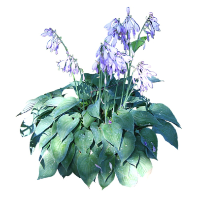 现代2d花草植物组件免费su模型(1)