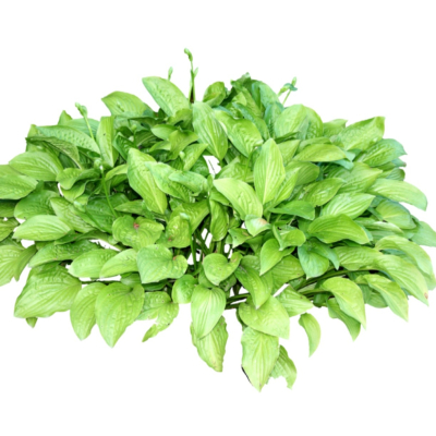 现代2d花草植物组件免费su模型(1)