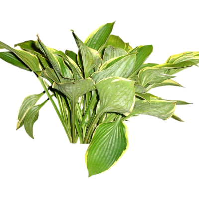 现代2d花草植物组件免费su模型(1)