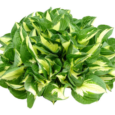 现代2d花草植物组件免费su模型(1)