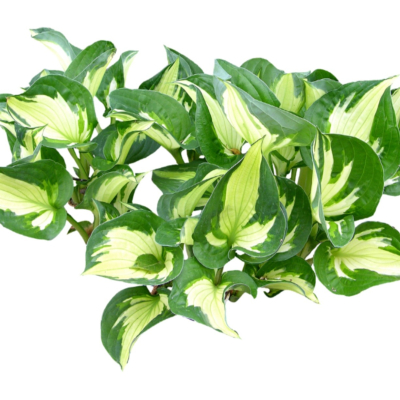 现代2d花草植物组件免费su模型(1)