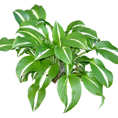 现代2d花草植物组件免费su模型(1)
