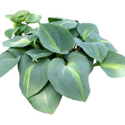 现代2d花草植物组件免费su模型(1)