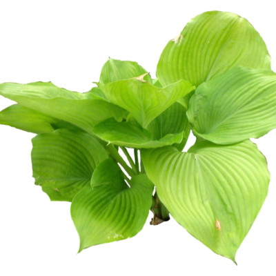 现代2d花草植物组件免费su模型(1)