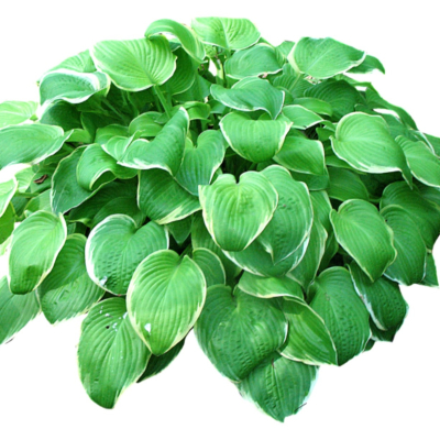 现代2d花草植物组件免费su模型(1)