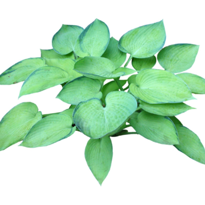 现代2d花草植物组件免费su模型(1)