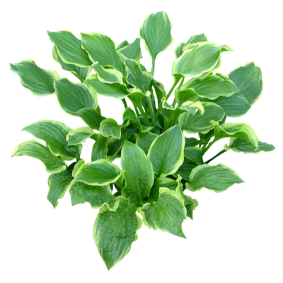 现代2d花草植物组件免费su模型(1)