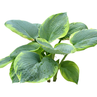 现代2d花草植物组件免费su模型(1)