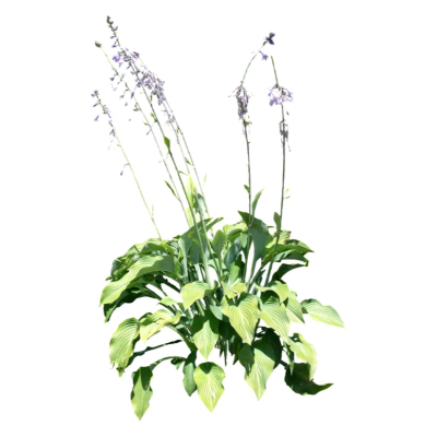 现代2d花草植物组件免费su模型(1)