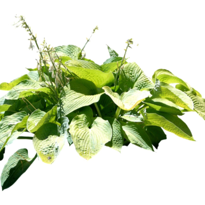 现代2d花草植物组件免费su模型(1)