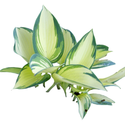现代2d花草植物组件免费su模型(1)