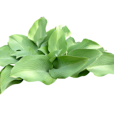 现代2d花草植物组件免费su模型(1)