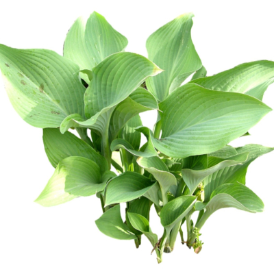 现代2d花草植物组件免费su模型(1)