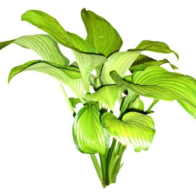 现代2d花草植物组件免费su模型(1)